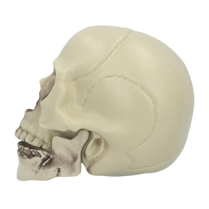 Schedel - Halloween - 15 x 20 x 16 cm - Afbeelding 3