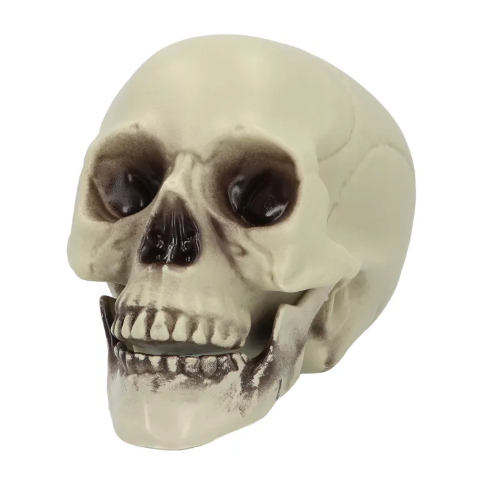 Schedel - Halloween - 15 x 20 x 16 cm